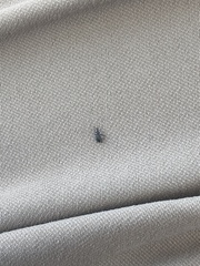 Curculionoidea