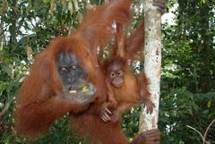 Sumatran Orangutan photo 3