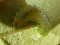 Cladius pectinicornis