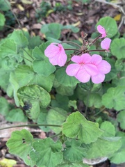 Pelargonium × hybridum