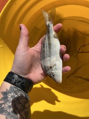 Orthopristis chrysoptera