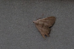 Bleptina caradrinalis