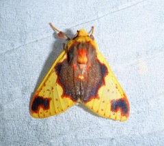 Phaegopterina