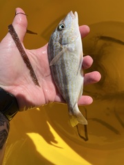 Orthopristis chrysoptera