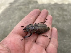 Sphaenognathus feisthamelii