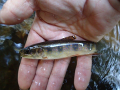 Salvelinus