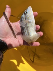 Orthopristis chrysoptera