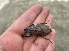 Sphaenognathus feisthamelii