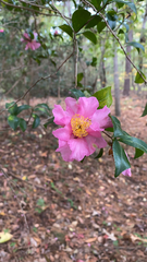Camellia sasanqua