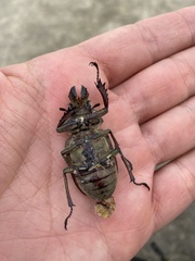 Sphaenognathus feisthamelii