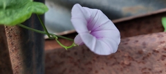 Ipomoea trifida