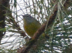 Leiothlypis ruficapilla