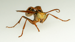 Mischocyttarus flavitarsis