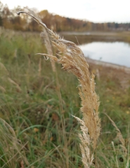 Calamagrostis epigejos