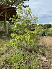 Pittosporum undulatum