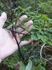 Calyptospora columnaris