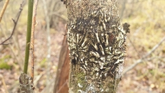 Hypocreopsis lichenoides