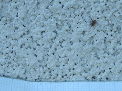 Orchestes steppensis