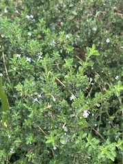 Dyschoriste setigera