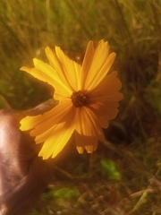 Coreopsis floridana