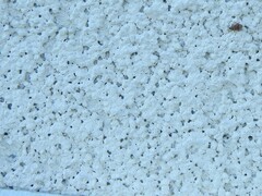 Orchestes steppensis