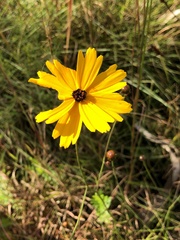 Coreopsis floridana