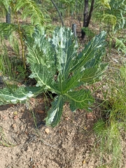 Lichtensteinia lacera
