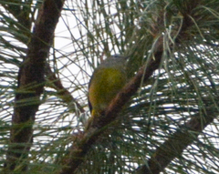 Leiothlypis ruficapilla