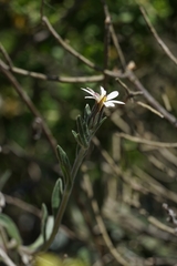 Noticastrum sericeum