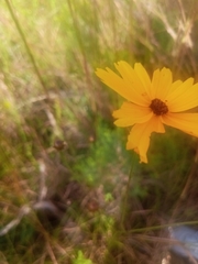 Coreopsis floridana