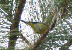 Leiothlypis ruficapilla