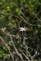 Noticastrum sericeum