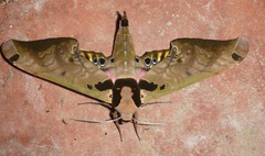 Adhemarius sexoculata