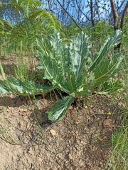 Lichtensteinia lacera