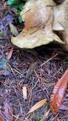 Suillus caerulescens
