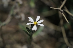 Noticastrum sericeum