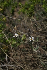 Noticastrum sericeum