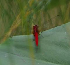 Rhodothemis rufa