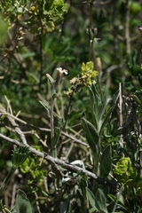 Noticastrum sericeum