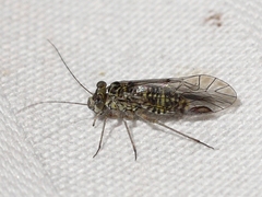 Mesopsocus laticeps