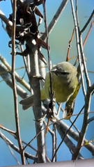Leiothlypis celata