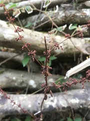 Rumex sanguineus