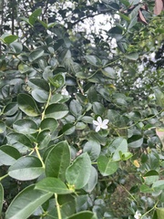 Carissa macrocarpa