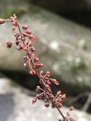 Rumex sanguineus