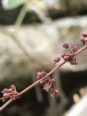 Rumex sanguineus