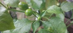 Capsicum annuum glabriusculum