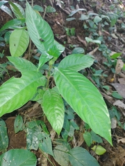 Palicourea