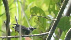 Catharopeza bishopi