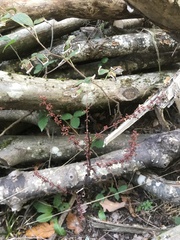 Rumex sanguineus