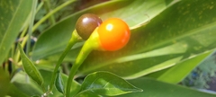 Capsicum annuum glabriusculum